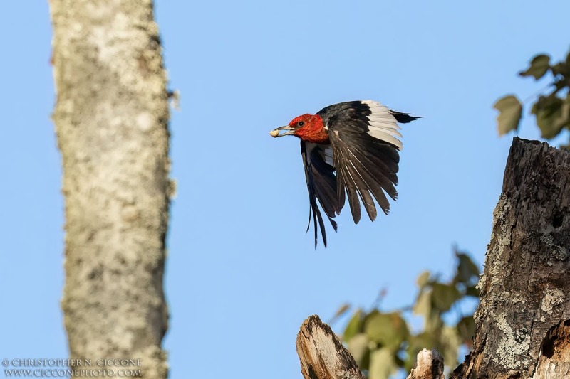 Red-Headed Woodpecker