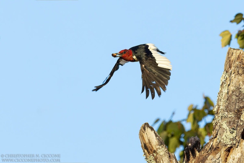 Red-Headed Woodpecker