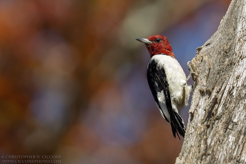 Red-Headed Woodpecker