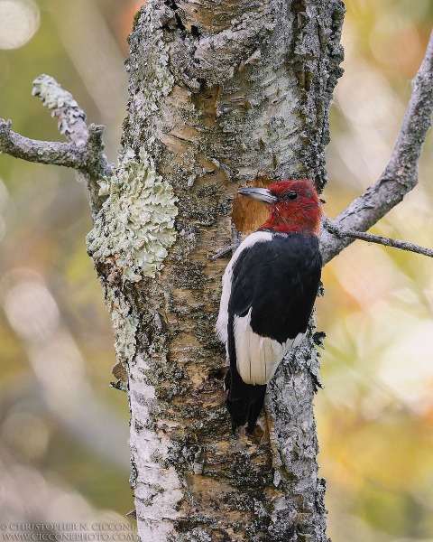 Red-Headed Woodpecker