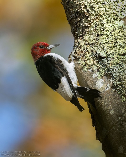 Red-Headed Woodpecker