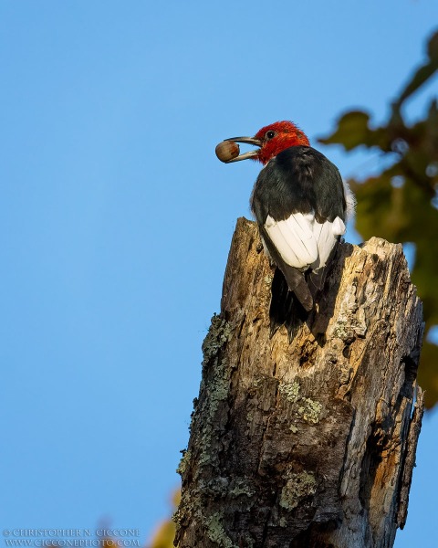 Red-Headed Woodpecker