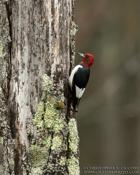 Red-Headed Woodpecker