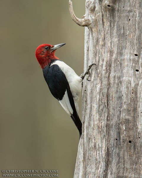 Red-Headed Woodpecker