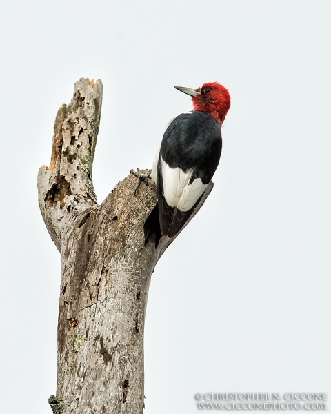 Red-Headed Woodpecker