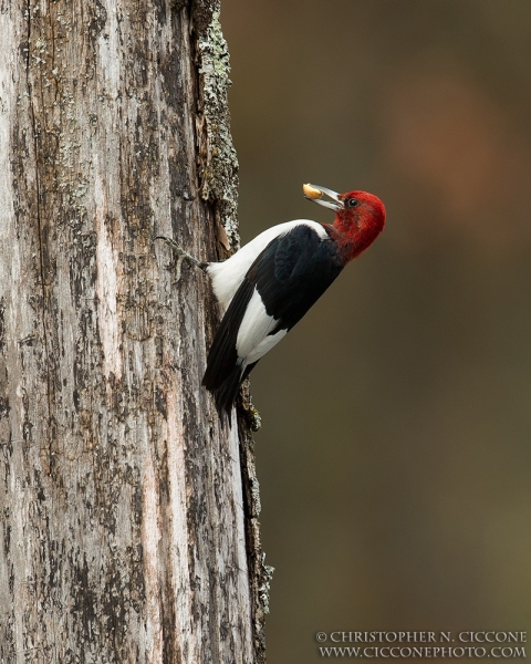 Red-Headed Woodpecker