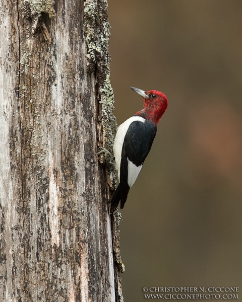 Red-Headed Woodpecker