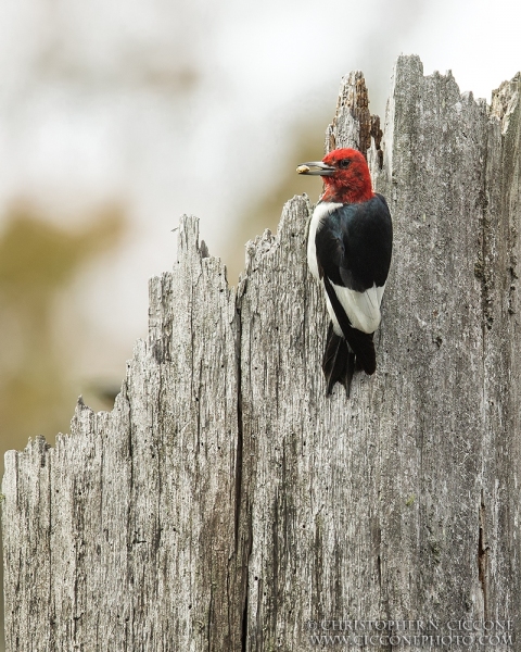 Red-Headed Woodpecker