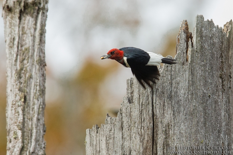 Red-Headed Woodpecker