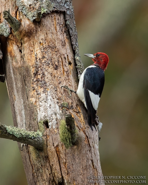 Red-Headed Woodpecker