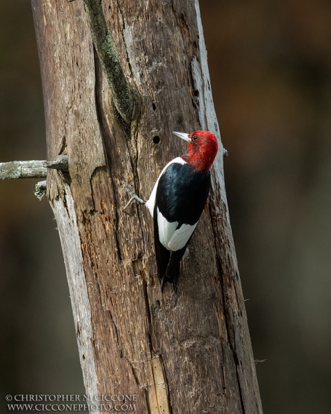 Red-Headed Woodpecker