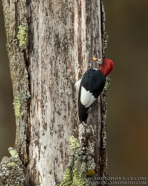 Red-Headed Woodpecker