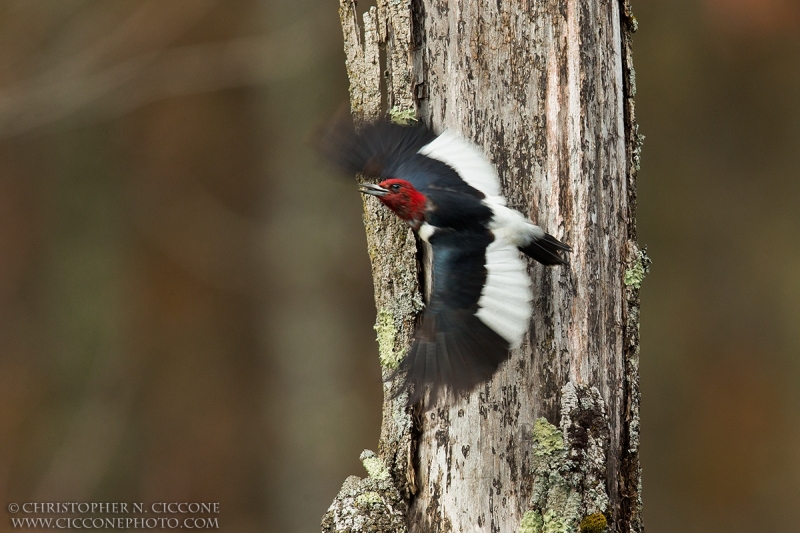 Red-Headed Woodpecker