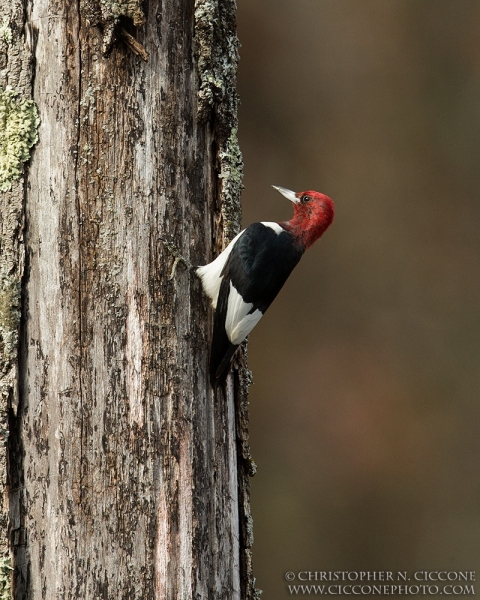 Red-Headed Woodpecker