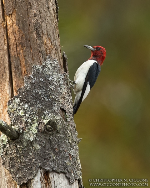 Red-Headed Woodpecker