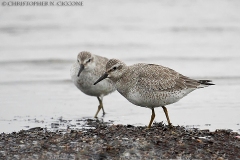 Red Knot