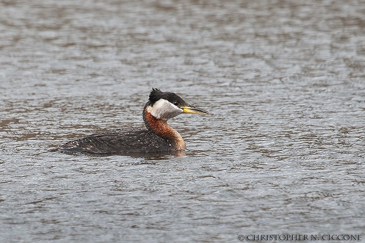 Red-necked Grebe