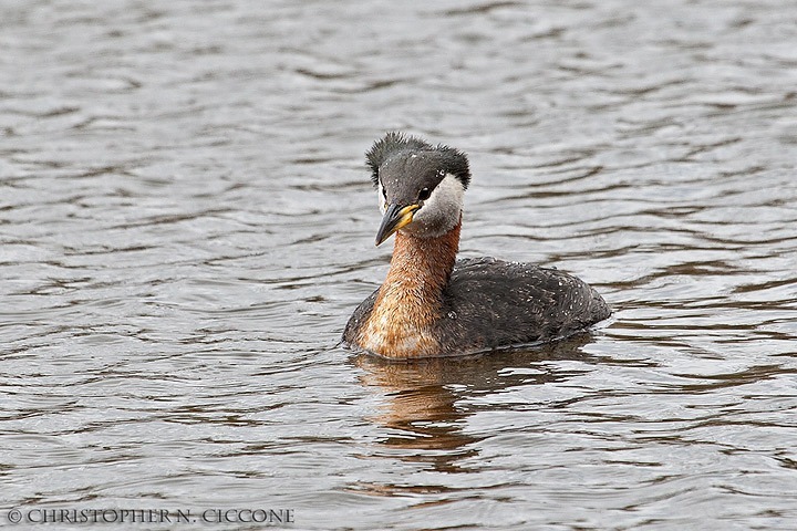 Red-necked Grebe