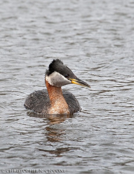 Red-necked Grebe