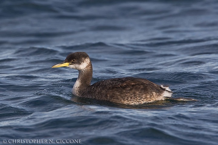 Red-necked Grebe