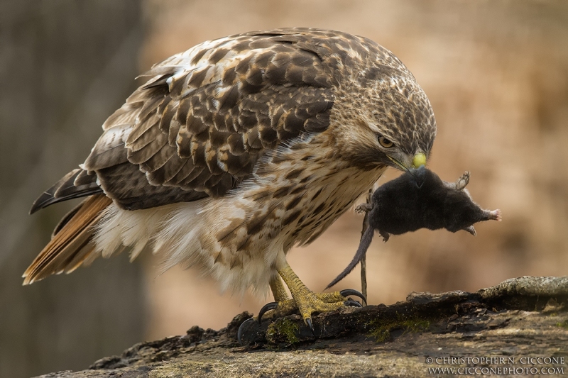 Red-tailed Hawk