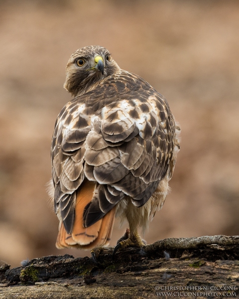 Red-tailed Hawk