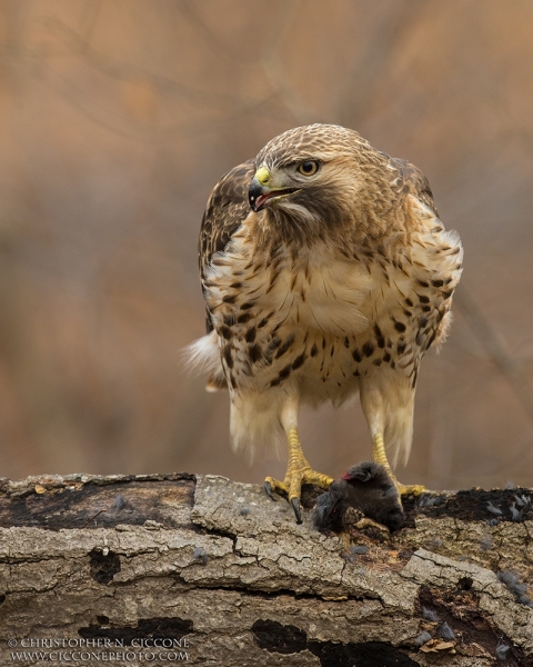 Red-tailed Hawk