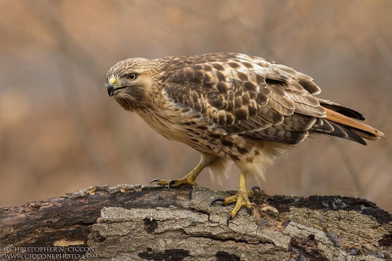 Red-tailed Hawk