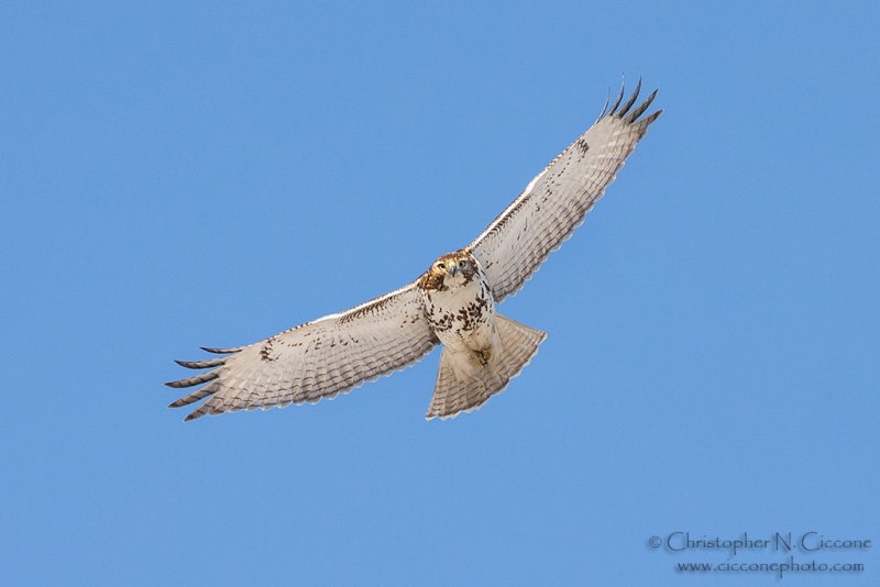 Red-tailed Hawk