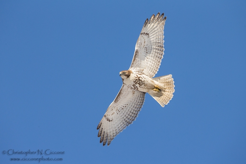 Red-tailed Hawk