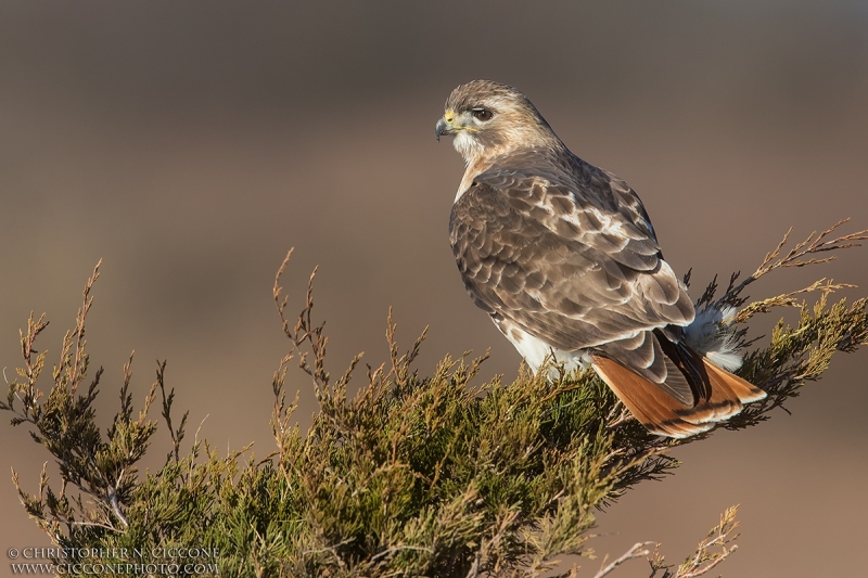 Red-tailed Hawk