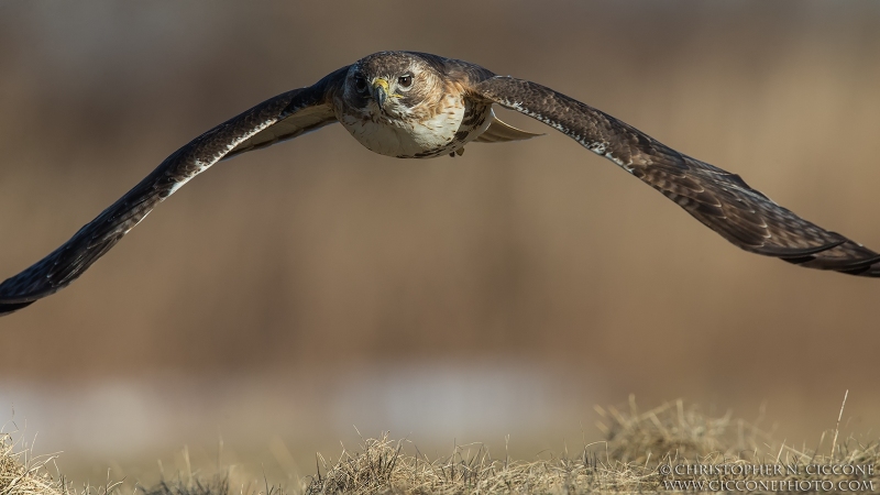 Red-tailed Hawk