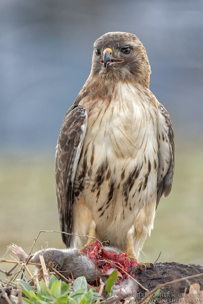 Red-tailed Hawk