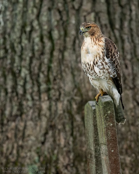 Red-tailed Hawk