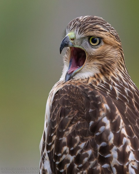 Red-tailed Hawk