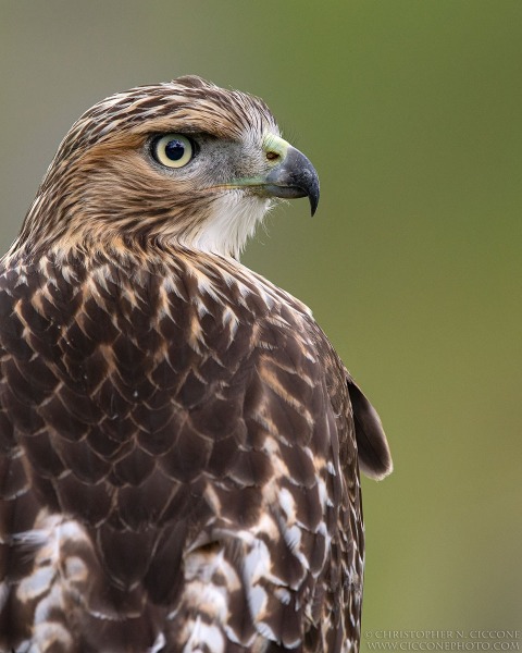 Red-tailed Hawk