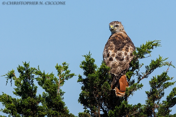 Red-tailed Hawk