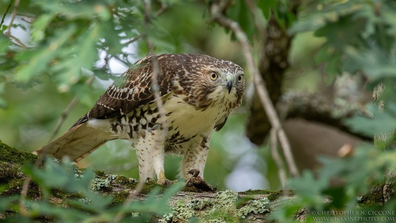 Red-tailed Hawk