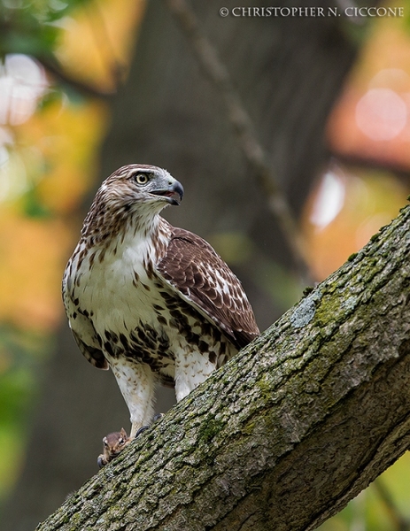 Red-tailed Hawk