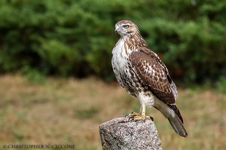 Red-tailed Hawk