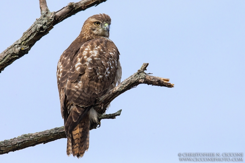 Red-tailed Hawk