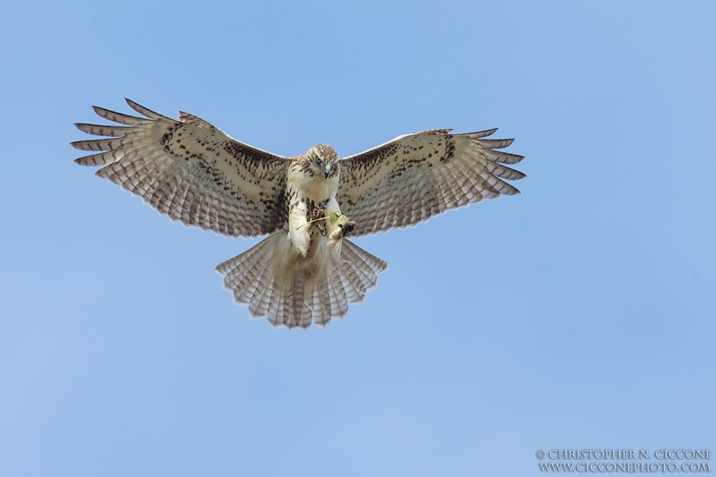 Red-tailed Hawk