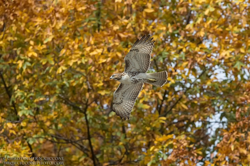 Red-tailed Hawk