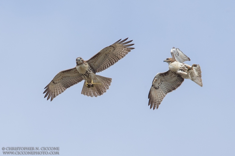 Red-tailed Hawk