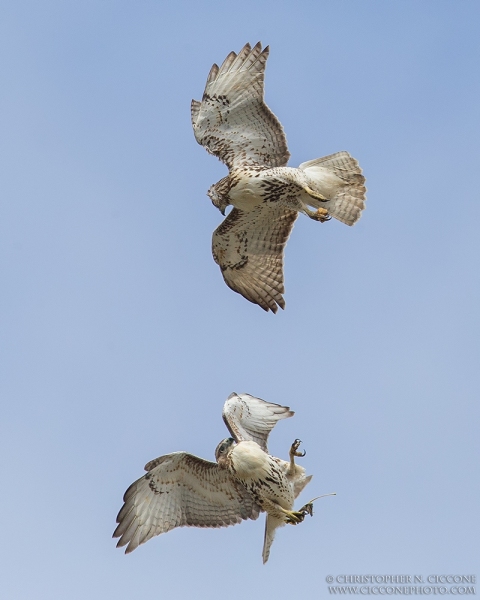 Red-tailed Hawk