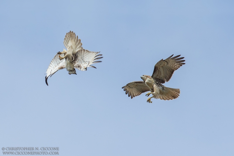 Red-tailed Hawk