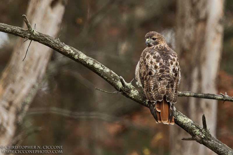 Red-tailed Hawk