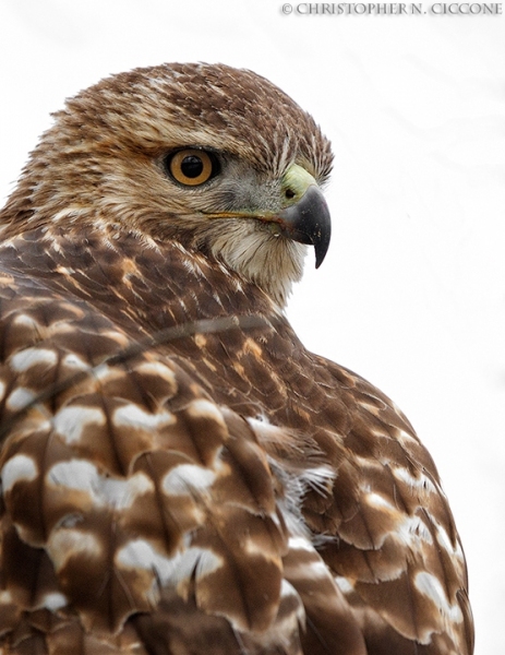 Red-tailed Hawk