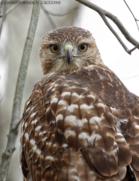 Red-tailed Hawk