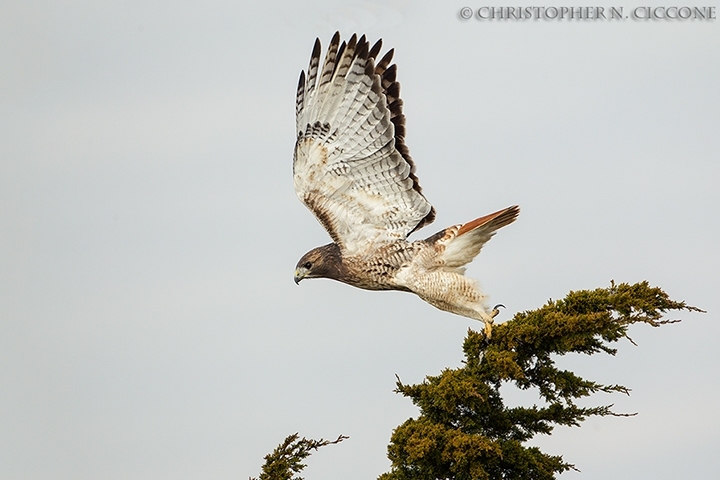 Red-tailed Hawk